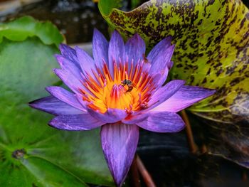 Close-up of insect pollinating on purple water lily
