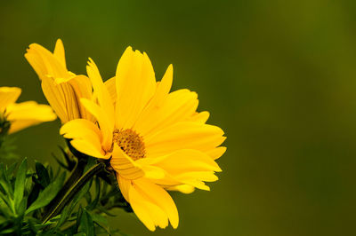 Close-up of yellow flowering plant