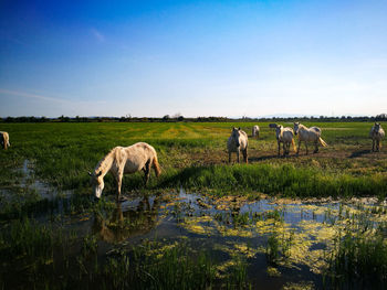 Horses grazing in a field