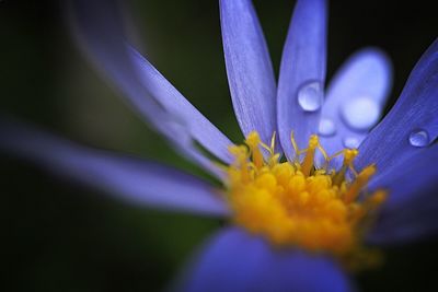 Close-up of purple crocus blooming outdoors