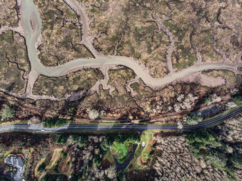 High angle view of trees in forest