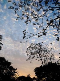 Low angle view of silhouette trees against sky during sunset