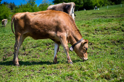 Swiss cow grazing in field