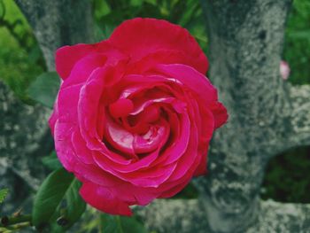 Close-up of red rose