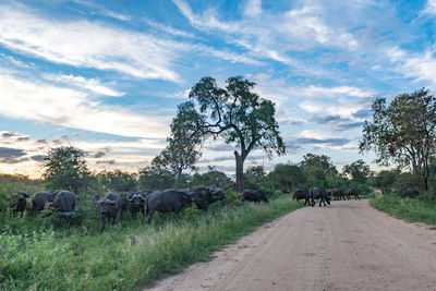 View of horse on field against sky