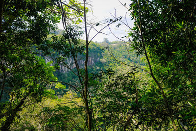 Trees in forest against sky