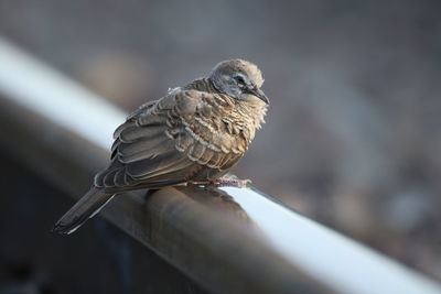 Close-up of owl perching on railing