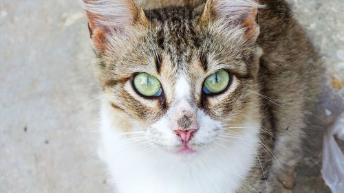 Close-up portrait of a cat