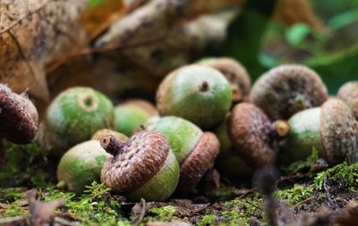 Close-up of fruits growing on plant