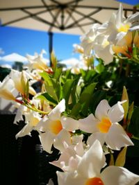 Close-up of white flowers