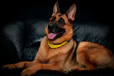 Portrait of dog resting on studio.