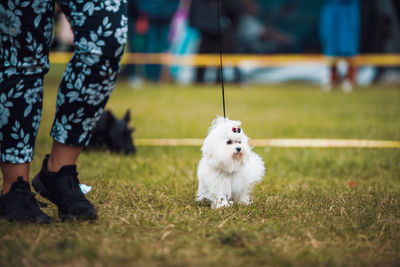 Low section of person with dog walking on grass