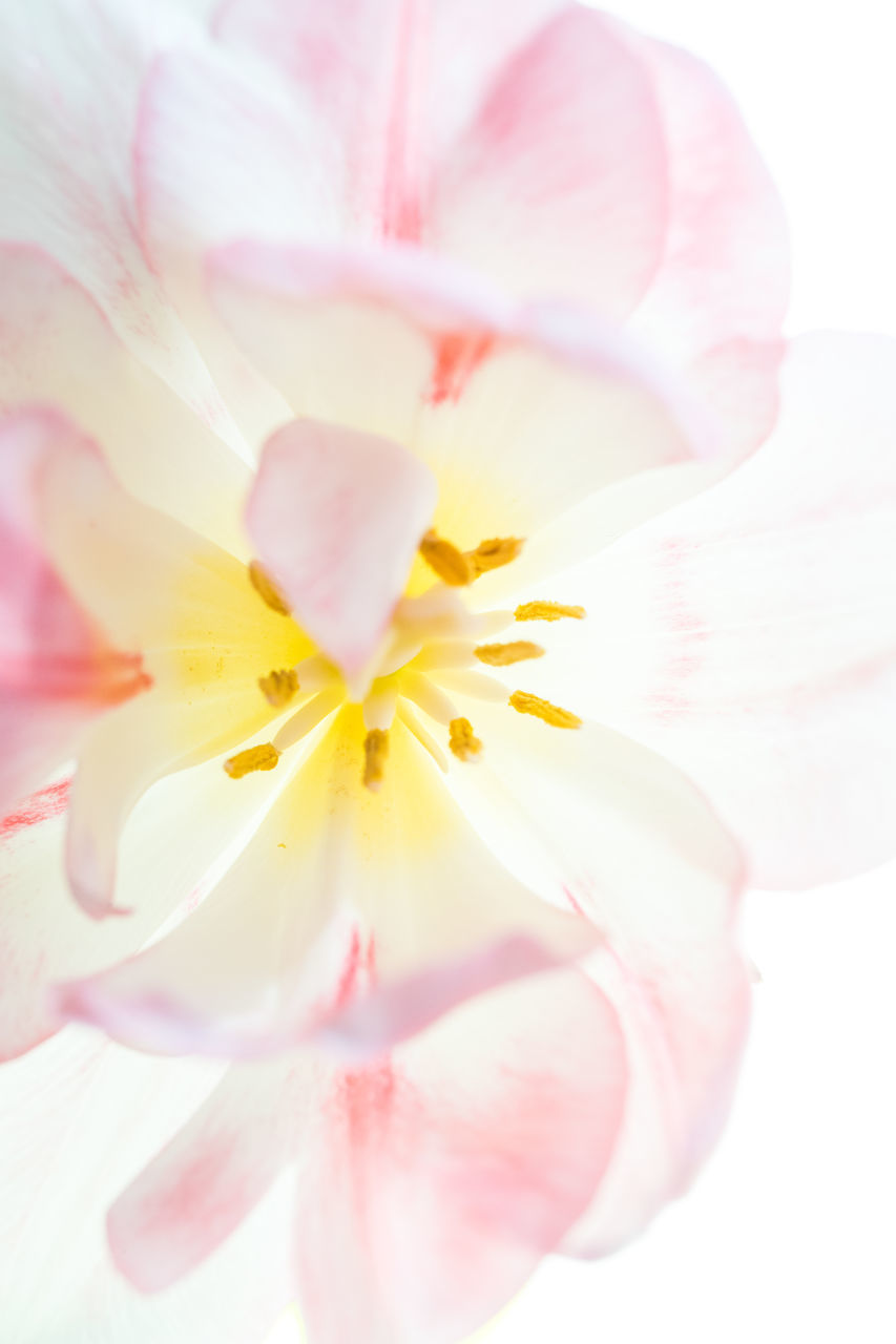 CLOSE-UP OF FRESH PINK FLOWER