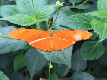 Close-up of butterfly on leaf