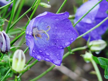 Close-up of wet purple flower blooming outdoors