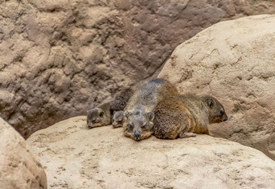 Cat sleeping on rock