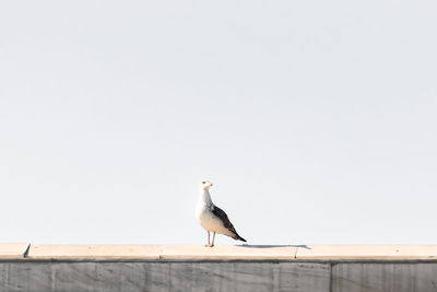 Bird perching on wall against clear sky