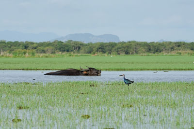 wetland