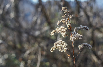 Close-up of flower tree