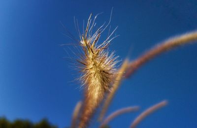 Close-up of plant against blue sky