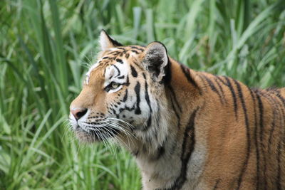 Close-up of a tiger