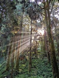 Sunlight streaming through trees in forest