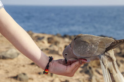 Midsection of woman holding bird against sea