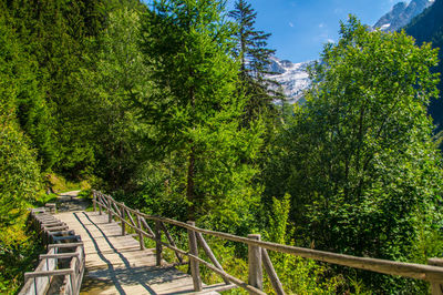 Footpath amidst trees in forest