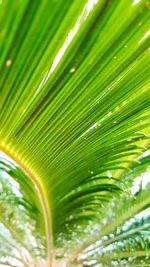 Full frame shot of palm leaf