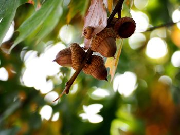 Close-up of butterfly on plant