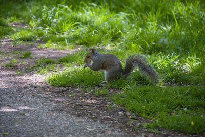 Side view of squirrel on field