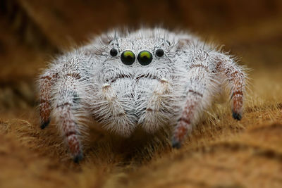 Close-up of spider