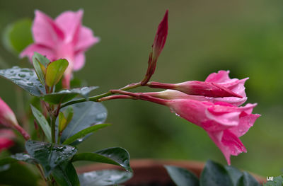 Close-up of pink flowering plant