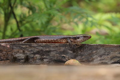 Close-up of lizard on wood