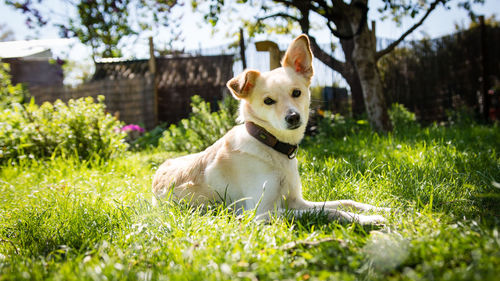 Dog sitting on field
