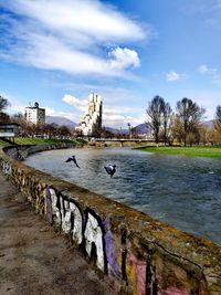 Seagulls on river in city against sky