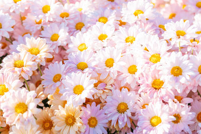 Close-up of white flowering plants