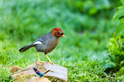 Close-up of bird perching on wood