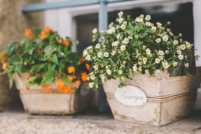 Close-up of potted plant