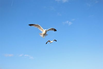 Low angle view of seagulls flying