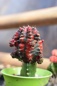 Close-up of succulent plant