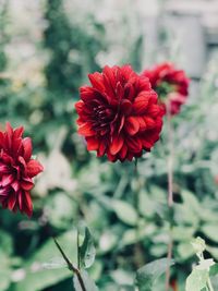 Close-up of red dahlia flower in park