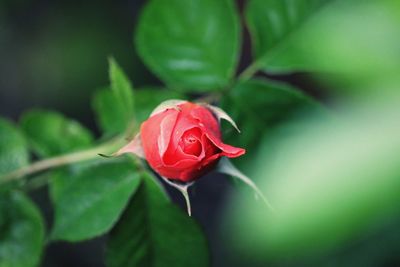 Close-up of red rose