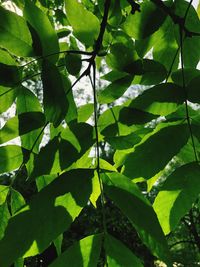 Close-up of green leaves