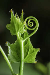 Close-up of green leaf on black background