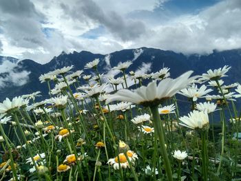 Close-up of crocus blooming on field against sky
