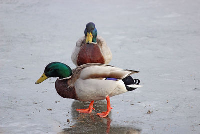 Two birds on the lake