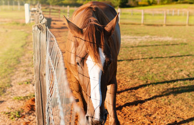 View of a horse on field