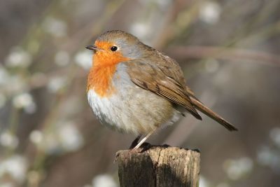 Close-up of bird perching on branch