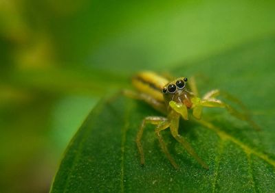 Close-up of spider on leaf